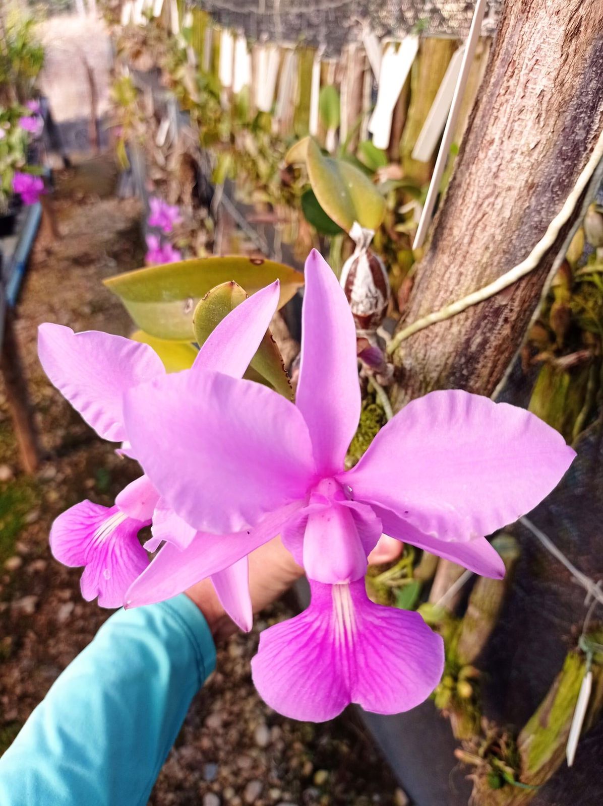 Orquídea Cattleya Walkeriana Nativa de Palmeiras de Goiás – Orquidário  Matsuoka