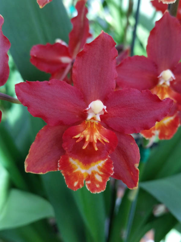 Orquídea Wilsonara Orobino ” Coronal ” – Orquidário Matsuoka