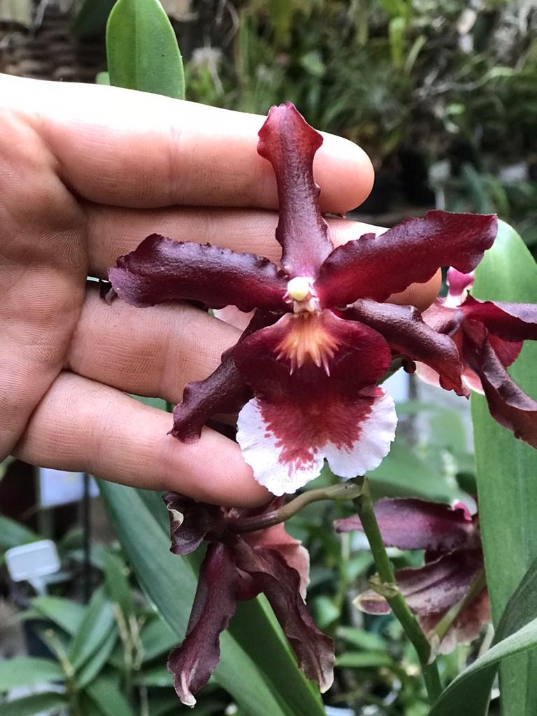 Orquídea Wilsonara Hawaiian ”Salsa Ashley” – Orquidário Matsuoka