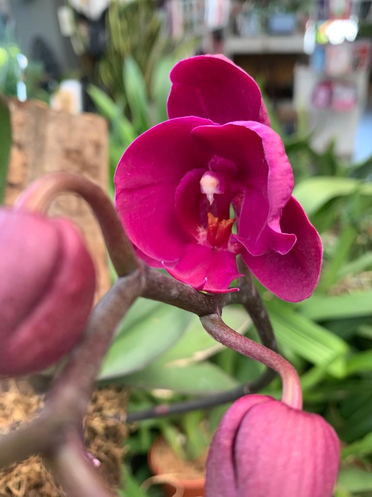 Orquídea Phalaenopsis Florida (2530) – Orquidário Matsuoka