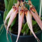 Orquídea Bulbophyllum Louís Sander