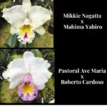 Cattleya Mikkie Nagata x Roberto Cardoso