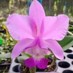 Orquídea Cattleya Dolosa Tipo