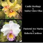 Cattleya Heritage x Pastoral