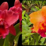 Cattleya Blc. Miriam Suzuki x (Blc. Salmon Splendor x Blc. Tzeng Wen Beauty)