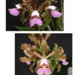 Cattleya Schilleriana Verde x Chapadinha