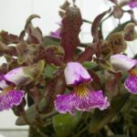 Cattleya Schilleriana Toco x Recanto