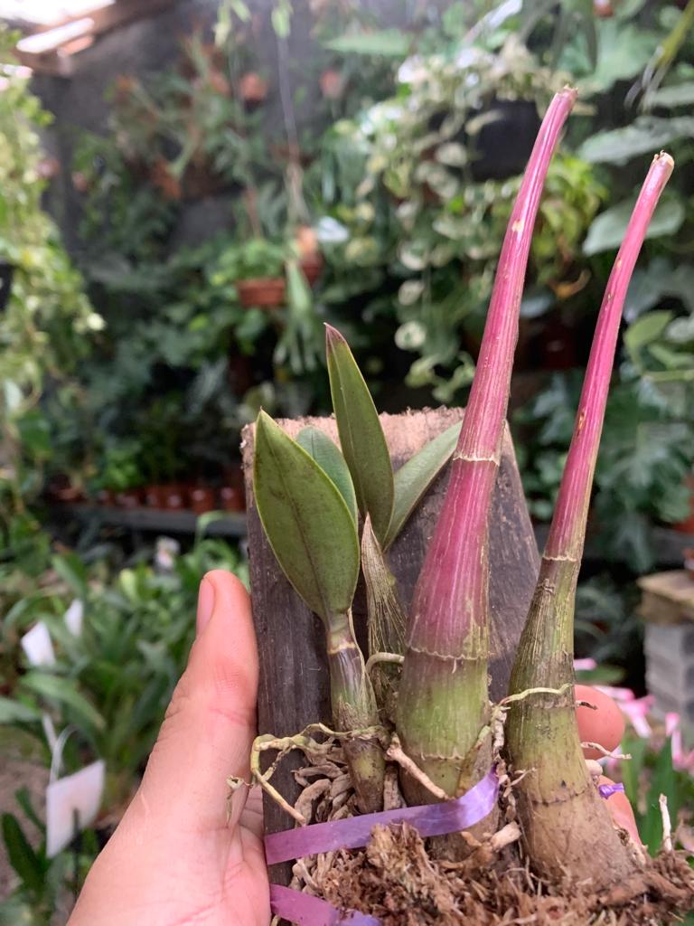 Mini Cattleya Laelia Flava – Orquidário Matsuoka