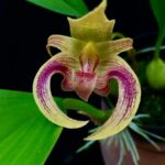 Orquídea Bulbophyllum Dearei ''Matt'' x Lobbii - COLEÇÃO