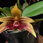 Orquídea Bulbophyllum Dearei ''Matt'' x Frostii - COLEÇÃO