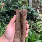 Toco de Cipó para  Micro Orquídeas - Tratado