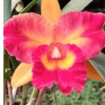 Cattleya Blc. Ana Maria Varuzza x Blc. Nsa Acqua Splash