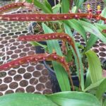 Orquídea Bulbophyllum Falcatum ''Bufo''