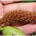 Orquídea Bulbophyllum Crassipes
