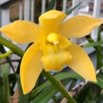 Orquídea Cymbidium Kauai ''Ann''