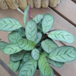 Maranta Burle Marx - COLEÇÃO