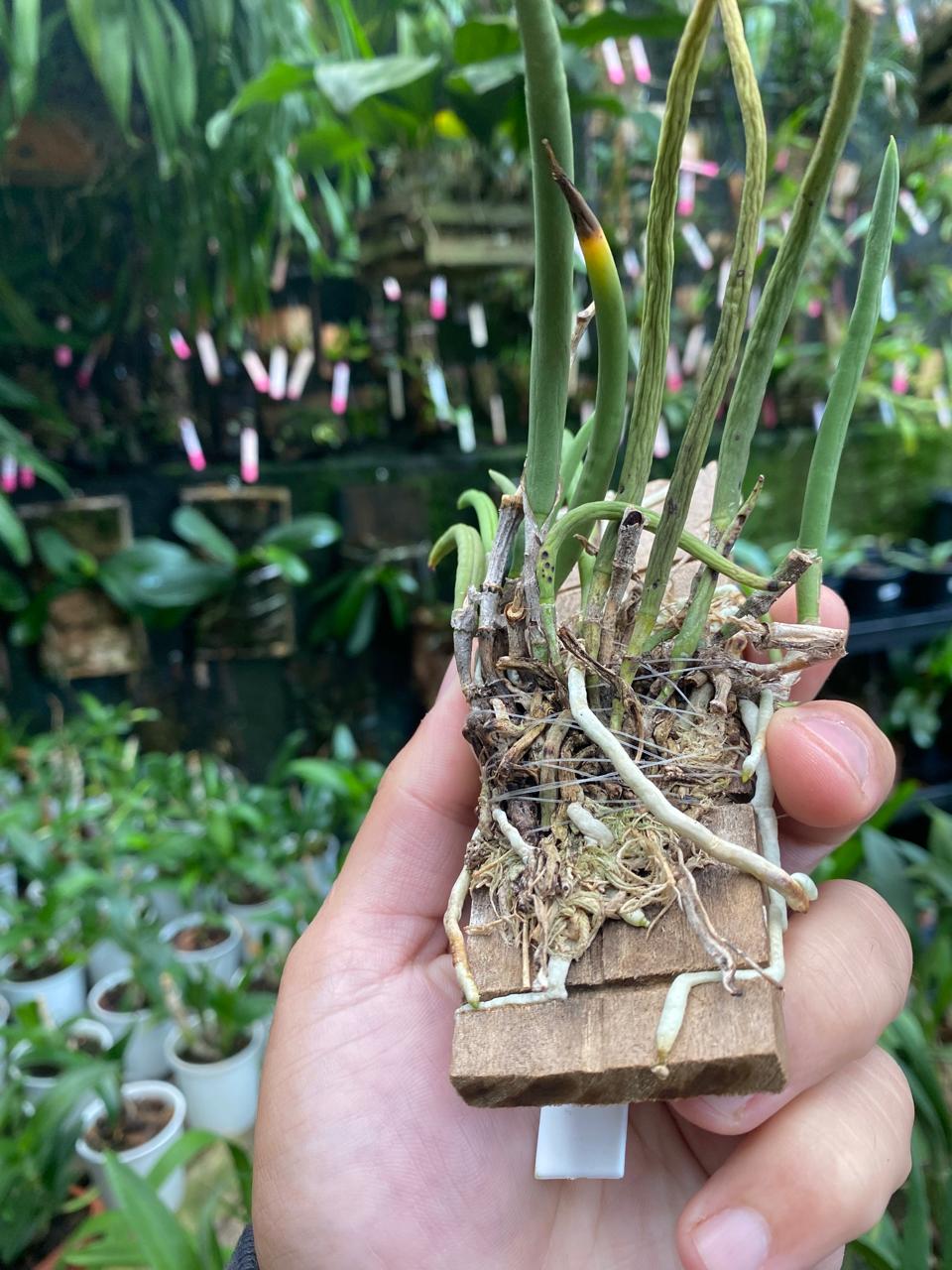 Orquídea Brassavola Nodosa Orquidário Matsuoka