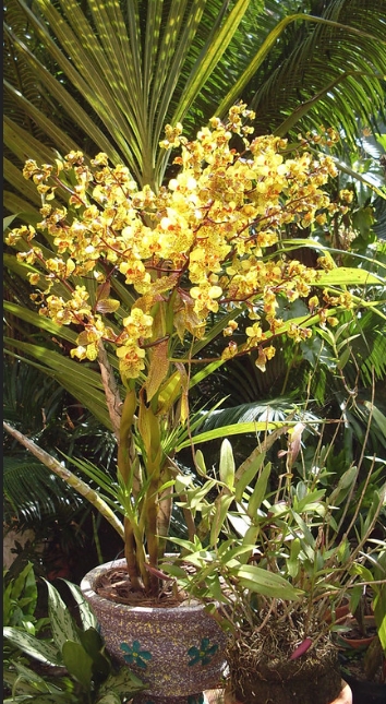 Orquídea Cyrtopodium Gigas – Orquidário Matsuoka