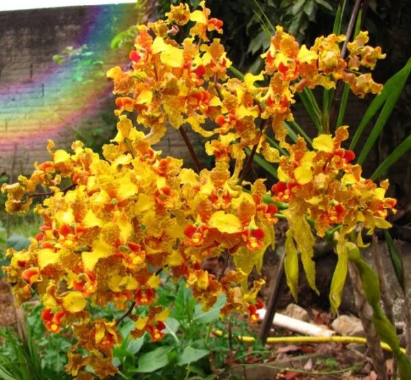 Orquídea Cyrtopodium Gigas – Orquidário Matsuoka