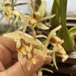 Orquídea Coelogyne Trinervis - COLEÇÃO