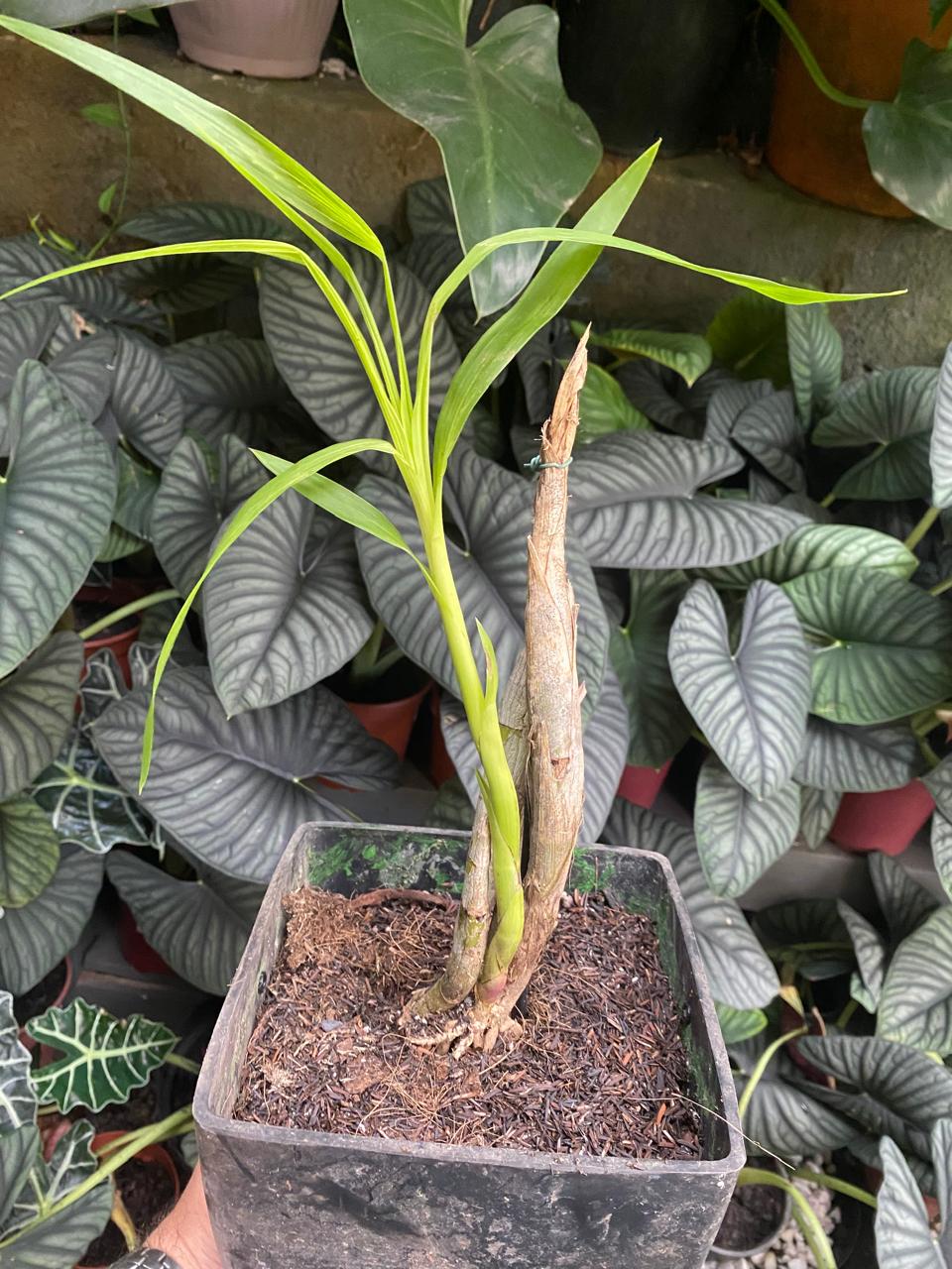 Orquídea Cyrtopodium Gigas – Orquidário Matsuoka