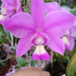 Cattleya Nobilior Tipo - N°2