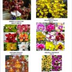 COLEÇÃO INICIANTE  - KIT  C/ 6 PLANTAS