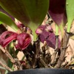 Zootrophion Atropurpureum