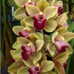 Cymbidium Pearl Dawson Pendente - COLEÇÃO