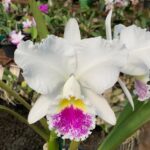 Cattleya Blc. Sônia Altemburg