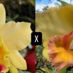 Cattleya Blc. Fabiana Lahr x (Chunyeah x Blc. Haw Yuan Gold ''YK2'')