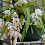 Coelogyne Cristata - COLEÇÃO