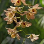 Dendrobium Moschatum - COLEÇÃO