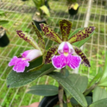 Cattleya Peckhaviensis - COLEÇÃO