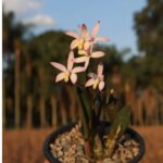 Mini Cattleya Laelia Reginae