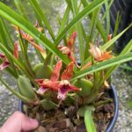 Touceira Maxillaria Tenuifolia - Cheiro Côco