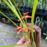 Maxillaria Tenuifolia - Cheiro Côco