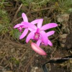 Mini Cattleya Laelia Caulescens