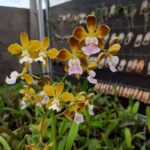 Encyclia Megalantha - COLEÇÃO