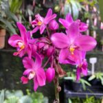 Spathoglottis.