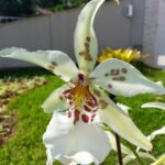 Beallara Tahoma Glacier