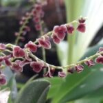 Stelis Argentata Touceirinha