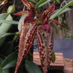 Bulbophyllum Emily Siegerist