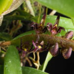 Bulbophyllum Scaberulum