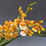 Oncosteles Hilo Firecracker ''Lucky Strike''