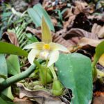 Bulbophyllum Siamense