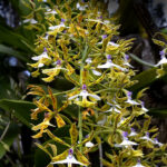 Epidendrum Stanfordianum - COLEÇÃO