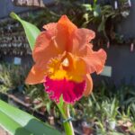 Cattleya Blc. Mirian Suzuki ''Orange Crush''