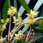 Touceira Octomeria Crassifolia