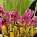 Bifrenaria Thryanthina - COLEÇÃO